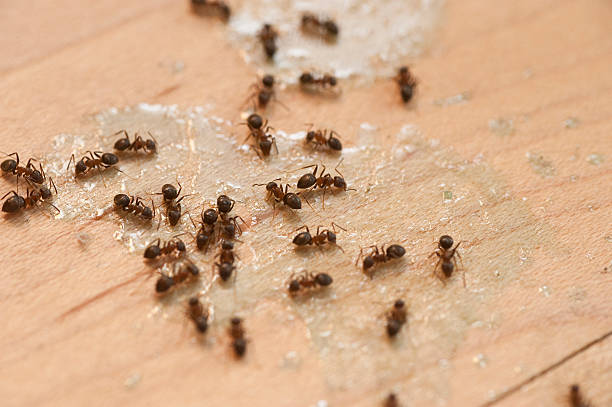 Best Local Pest Control Services  in Iceville, AL