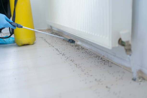 Best Insect Control  in Iceville, AL